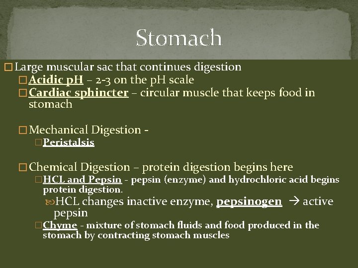 Stomach � Large muscular sac that continues digestion � Acidic p. H – 2