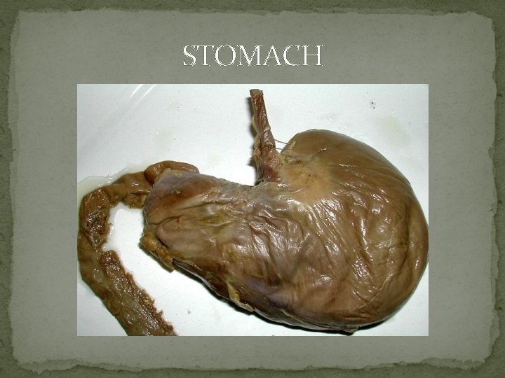 STOMACH 
