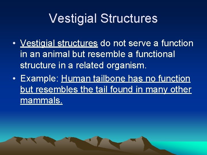 Vestigial Structures • Vestigial structures do not serve a function in an animal but