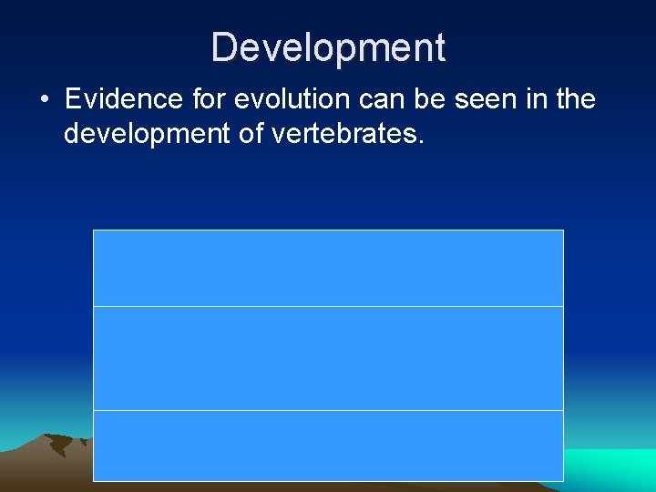 Development • Evidence for evolution can be seen in the development of vertebrates. 