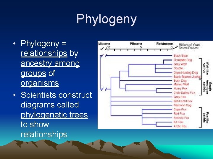 Phylogeny • Phylogeny = relationships by ancestry among groups of organisms • Scientists construct