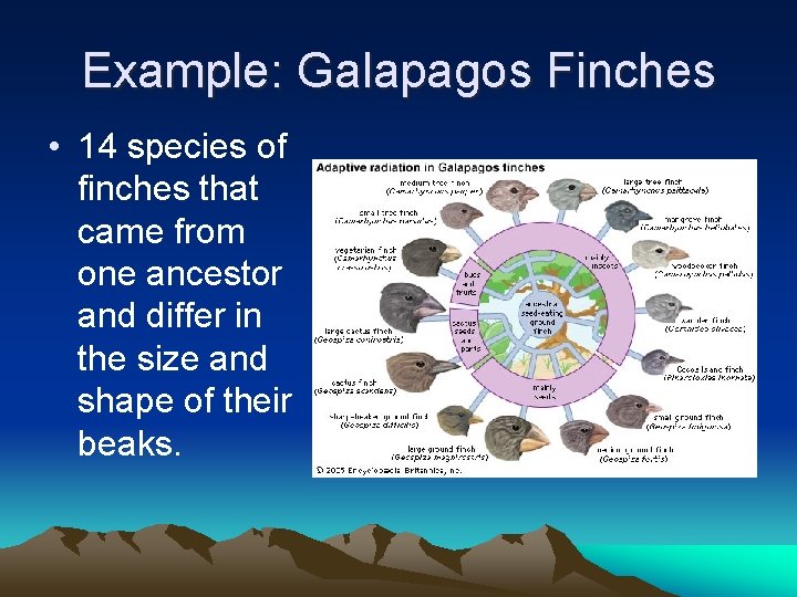 Example: Galapagos Finches • 14 species of finches that came from one ancestor and