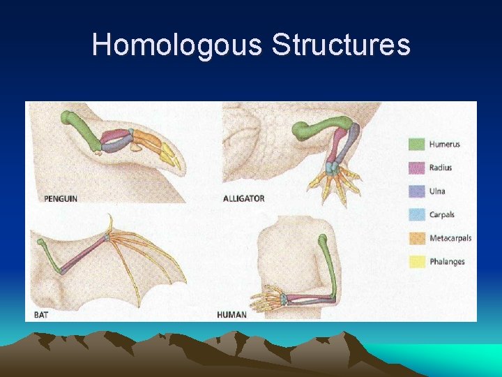 Homologous Structures 