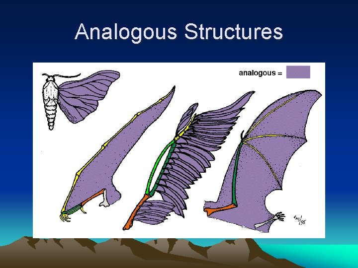 Analogous Structures 