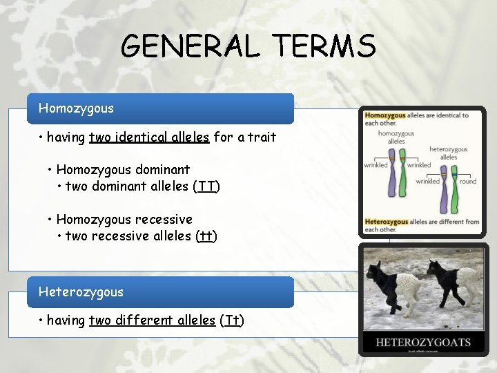 GENERAL TERMS Homozygous • having two identical alleles for a trait • Homozygous dominant