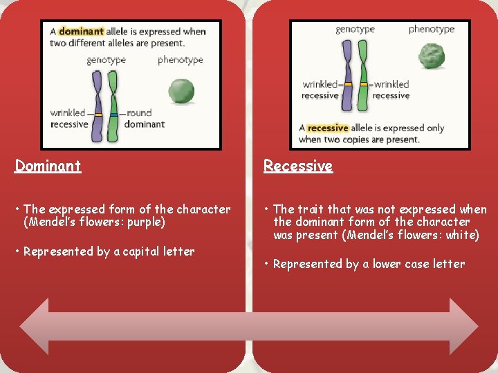 Dominant Recessive • The expressed form of the character (Mendel’s flowers: purple) • The
