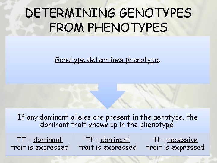 DETERMINING GENOTYPES FROM PHENOTYPES Genotype determines phenotype. If any dominant alleles are present in