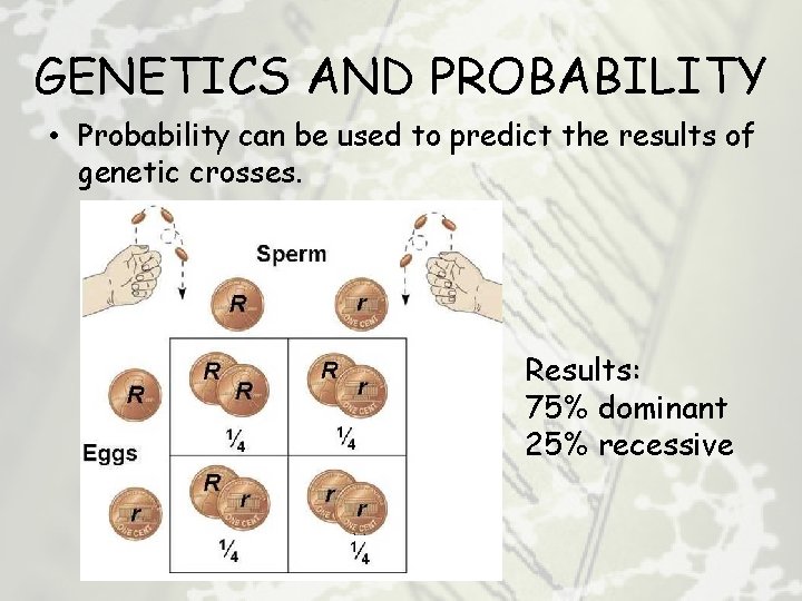 GENETICS AND PROBABILITY • Probability can be used to predict the results of genetic