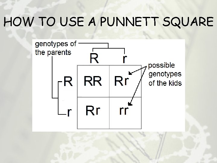 HOW TO USE A PUNNETT SQUARE 