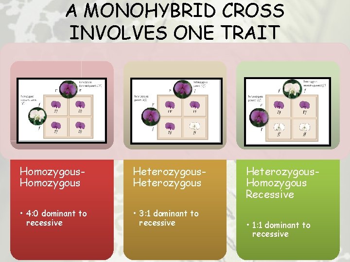 A MONOHYBRID CROSS INVOLVES ONE TRAIT Homozygous Heterozygous • 4: 0 dominant to recessive