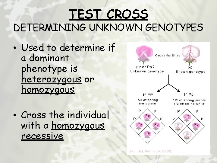 TEST CROSS DETERMINING UNKNOWN GENOTYPES • Used to determine if a dominant phenotype is