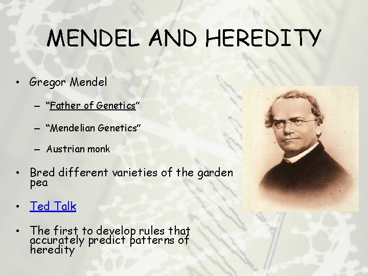 MENDEL AND HEREDITY • Gregor Mendel – “Father of Genetics” – “Mendelian Genetics” –
