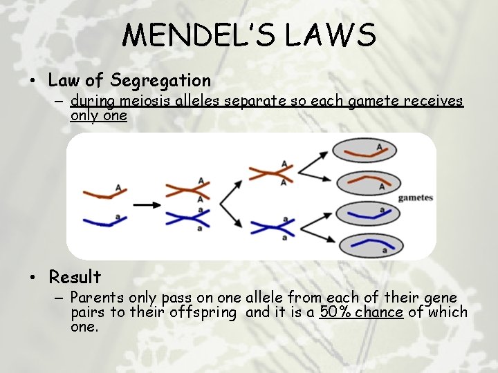 MENDEL’S LAWS • Law of Segregation – during meiosis alleles separate so each gamete