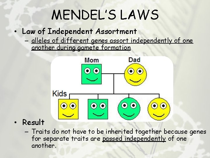 MENDEL’S LAWS • Law of Independent Assortment – alleles of different genes assort independently