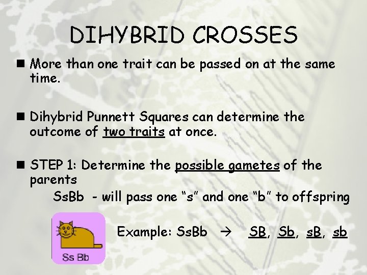 DIHYBRID CROSSES n More than one trait can be passed on at the same