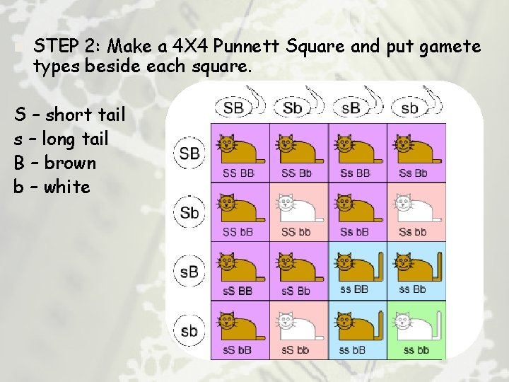 n STEP 2: Make a 4 X 4 Punnett Square and put gamete types