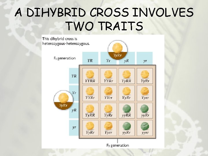 A DIHYBRID CROSS INVOLVES TWO TRAITS 