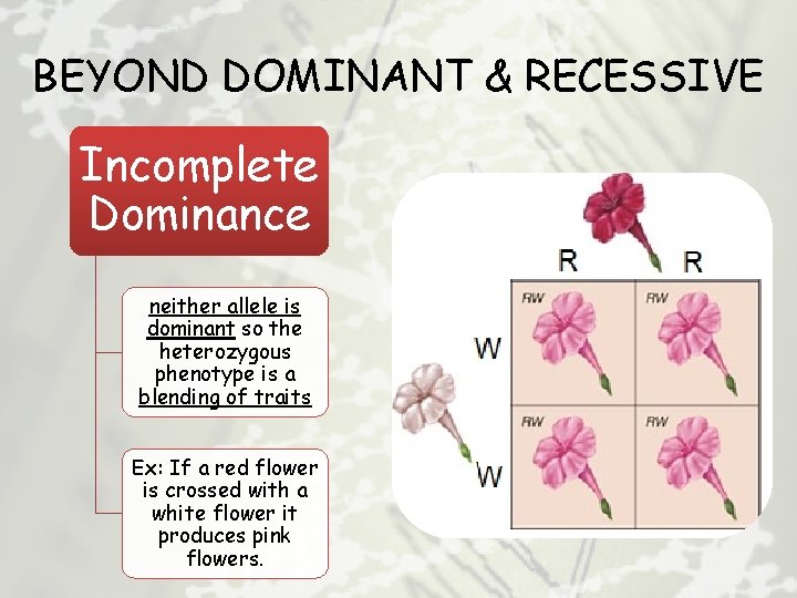 BEYOND DOMINANT & RECESSIVE Incomplete Dominance neither allele is dominant so the heterozygous phenotype