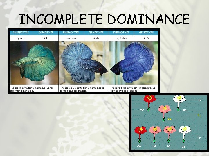 INCOMPLETE DOMINANCE 