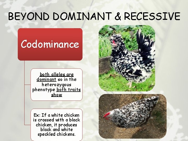BEYOND DOMINANT & RECESSIVE Codominance both alleles are dominant so in the heterozygous phenotype