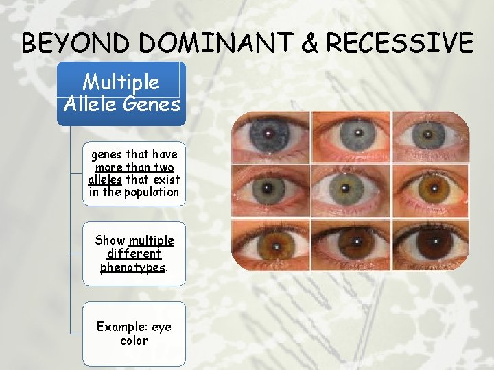 BEYOND DOMINANT & RECESSIVE Multiple Allele Genes genes that have more than two alleles
