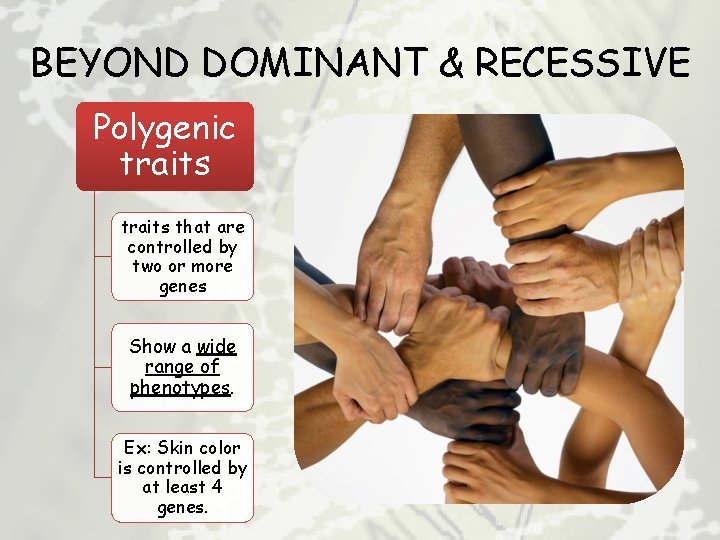 BEYOND DOMINANT & RECESSIVE Polygenic traits that are controlled by two or more genes