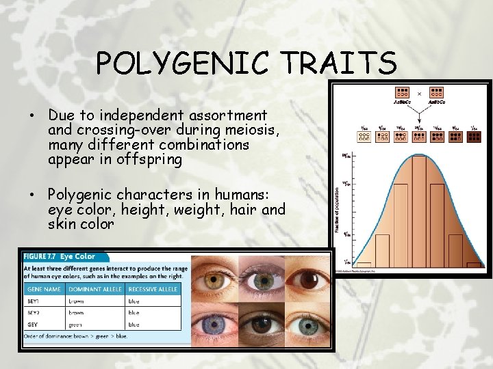POLYGENIC TRAITS • Due to independent assortment and crossing-over during meiosis, many different combinations