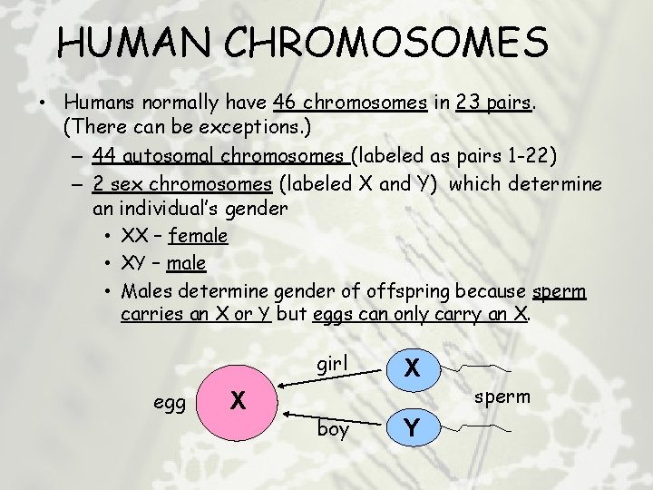 HUMAN CHROMOSOMES • Humans normally have 46 chromosomes in 23 pairs. (There can be
