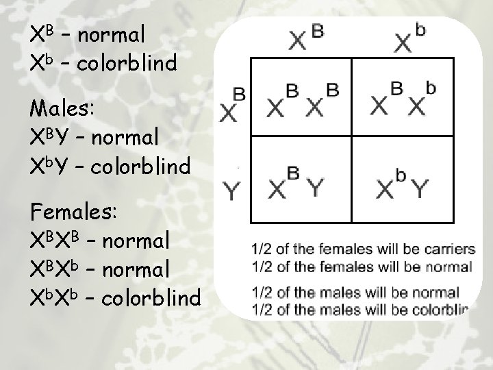 XB – normal Xb – colorblind Males: XBY – normal Xb. Y – colorblind