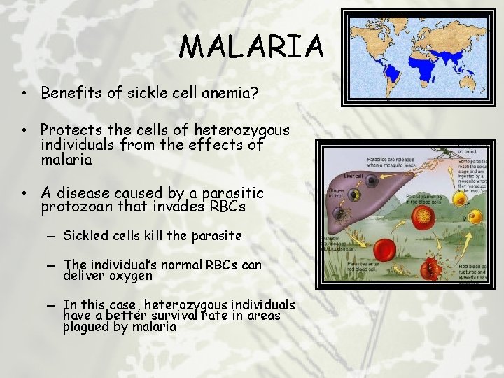 MALARIA • Benefits of sickle cell anemia? • Protects the cells of heterozygous individuals