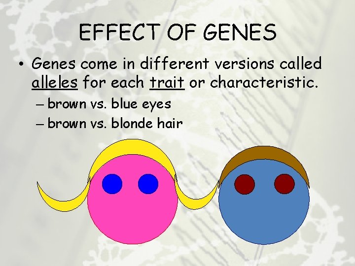 EFFECT OF GENES • Genes come in different versions called alleles for each trait