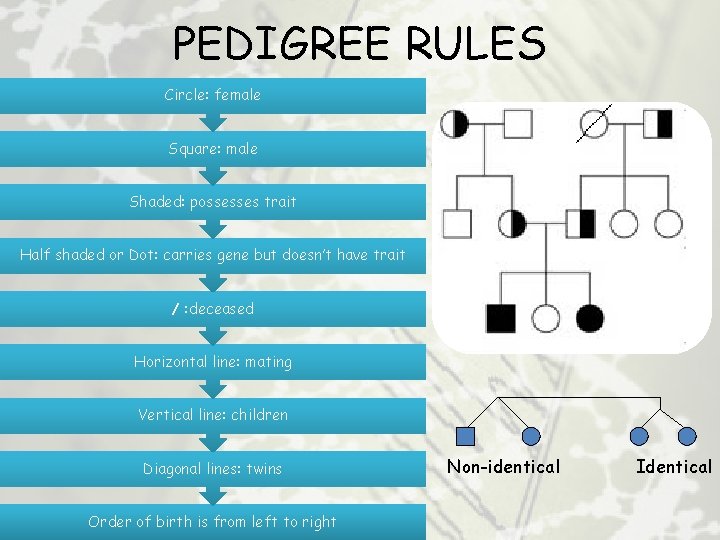 PEDIGREE RULES Circle: female Square: male Shaded: possesses trait Half shaded or Dot: carries
