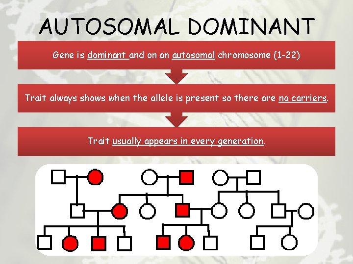 AUTOSOMAL DOMINANT Gene is dominant and on an autosomal chromosome (1 -22) Trait always