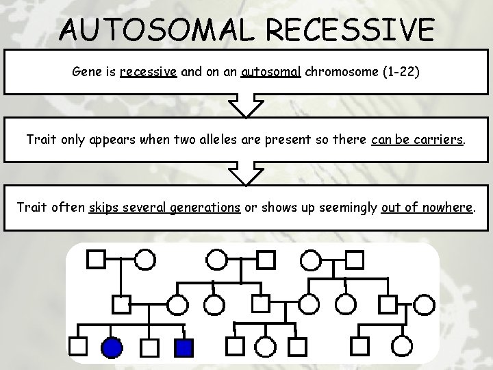 AUTOSOMAL RECESSIVE Gene is recessive and on an autosomal chromosome (1 -22) Trait only