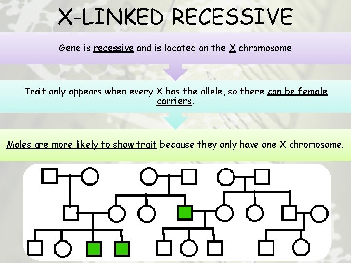 X-LINKED RECESSIVE Gene is recessive and is located on the X chromosome Trait only