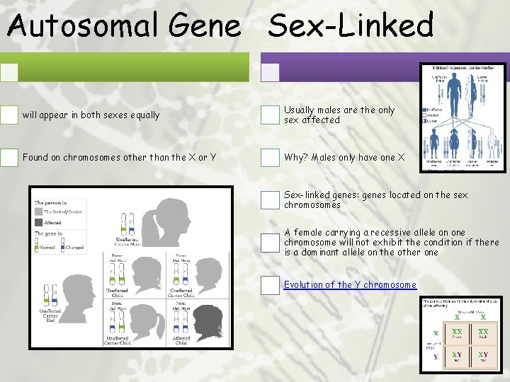 Autosomal Gene Sex-Linked will appear in both sexes equally Usually males are the only