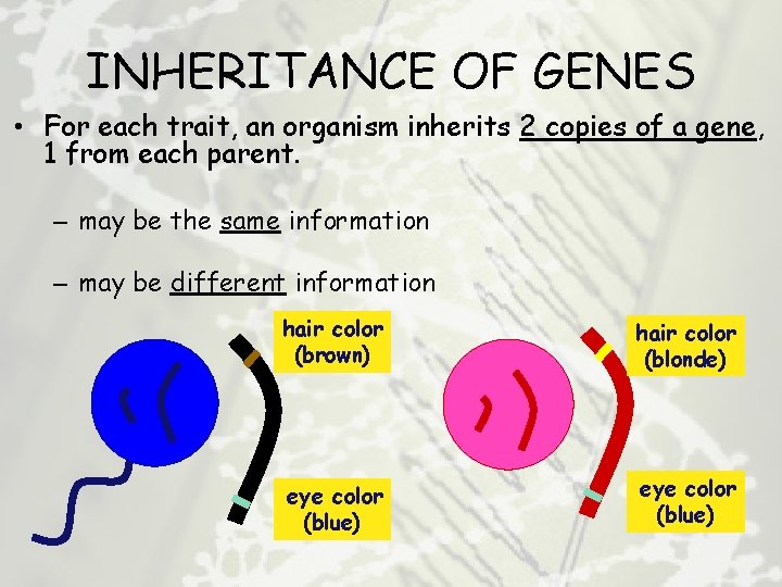 INHERITANCE OF GENES • For each trait, an organism inherits 2 copies of a