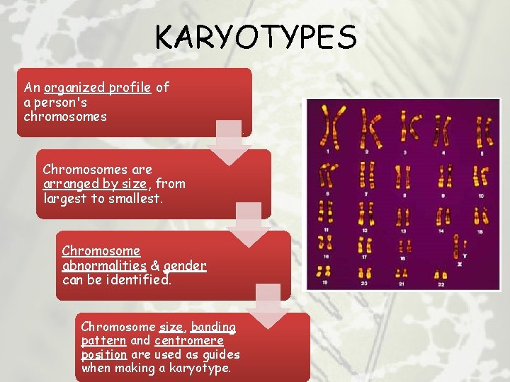 KARYOTYPES An organized profile of a person's chromosomes Chromosomes are arranged by size, from