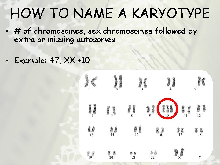 HOW TO NAME A KARYOTYPE • # of chromosomes, sex chromosomes followed by extra
