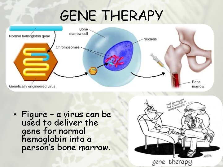 GENE THERAPY • Figure – a virus can be used to deliver the gene