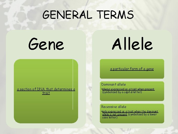 GENERAL TERMS Gene Allele a particular form of a gene a section of DNA