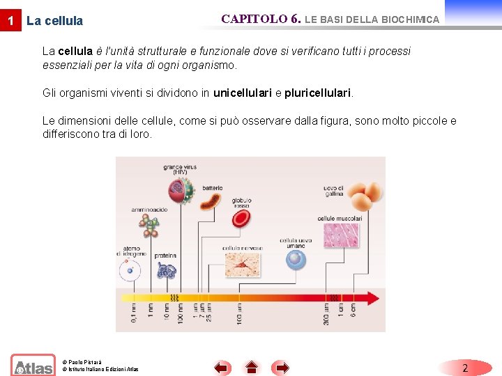 1 La cellula CAPITOLO 6. LE BASI DELLA BIOCHIMICA La cellula è l’unità strutturale