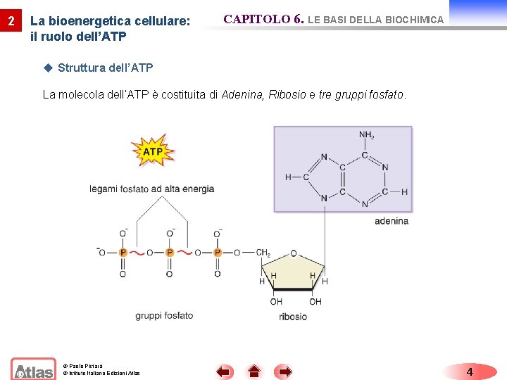 2 La bioenergetica cellulare: il ruolo dell’ATP CAPITOLO 6. LE BASI DELLA BIOCHIMICA u