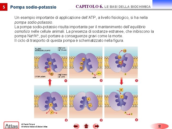 5 Pompa sodio-potassio CAPITOLO 6. LE BASI DELLA BIOCHIMICA Un esempio importante di applicazione