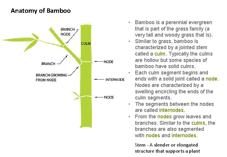 Anatomy of Bamboo • Bamboo is a perennial evergreen that is part of the
