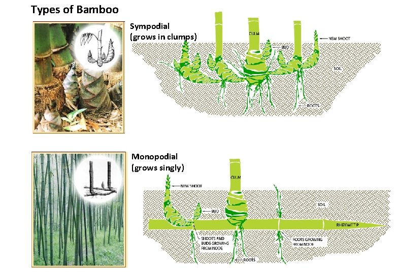 Types of Bamboo Sympodial (grows in clumps) Monopodial (grows singly) 