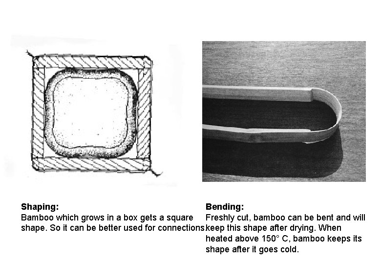 Shaping: Bending: Bamboo which grows in a box gets a square Freshly cut, bamboo