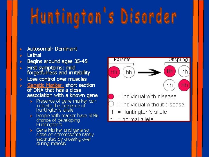 Ø Ø Ø Autosomal- Dominant Lethal Begins around ages 35 -45 First symptoms; mild