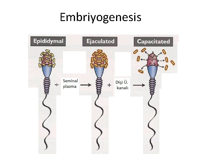 Embriyogenesis 