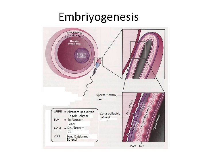 Embriyogenesis 